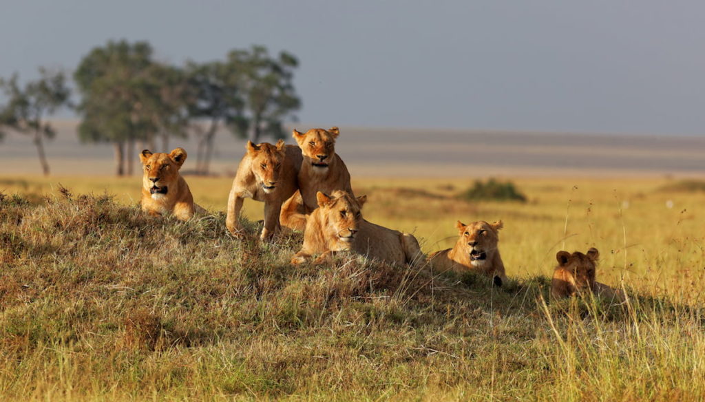 WWF allarme leoni